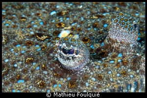 eye of the flounder by Mathieu Foulquié 